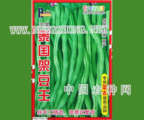 泰国架豆王豆角种子